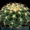 Discocactus_raphirizus